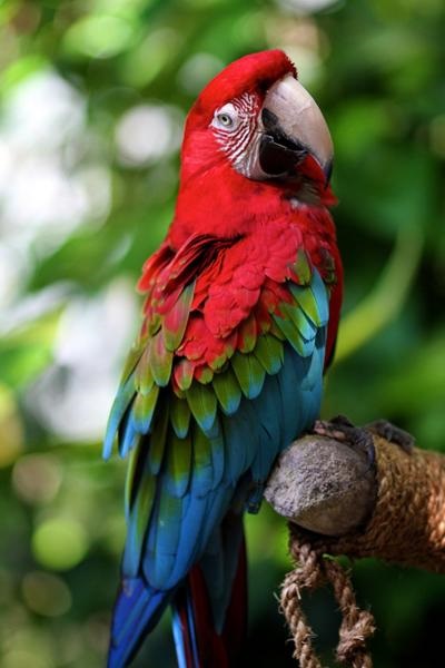 150 legszebb madár a világon