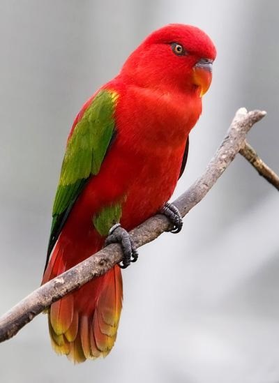150 legszebb madár a világon