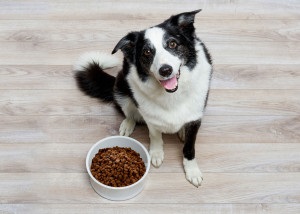 6. Hibák tárolása során száraz élelmiszer kutyáknak, csak kutyák