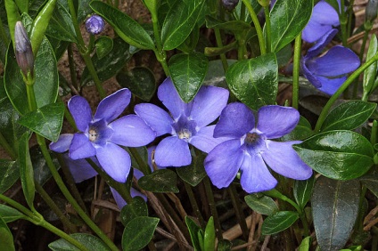 9 legkorábbi virágok a kertben