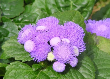 Ageratum fotó és fajok, telepítése és gondozása növények