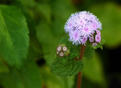 Ageratum fotó és fajok, telepítése és gondozása növények