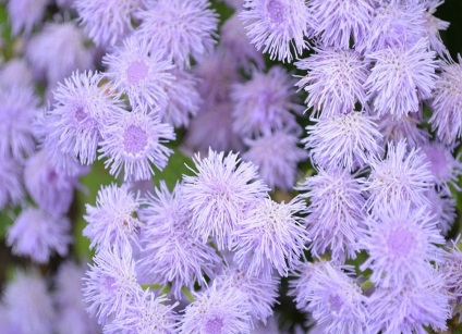 Ageratum fotó és fajok, telepítése és gondozása növények