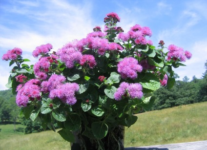 Ageratum fotó és fajok, telepítése és gondozása növények