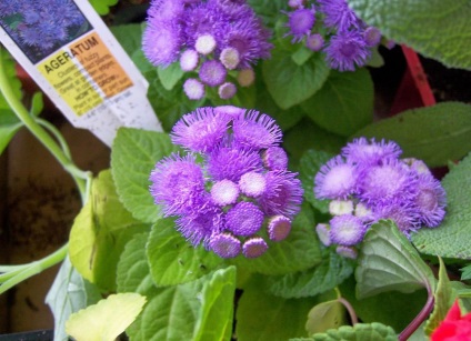 Ageratum fotó és fajok, telepítése és gondozása növények