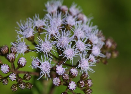 Ageratum fotó és fajok, telepítése és gondozása növények