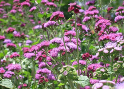 Ageratum fotó és fajok, telepítése és gondozása növények