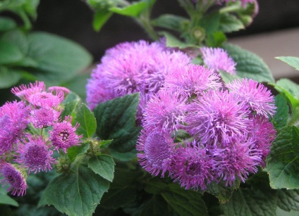 Ageratum fotó és fajok, telepítése és gondozása növények