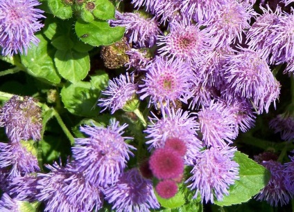 Ageratum fotó és fajok, telepítése és gondozása növények