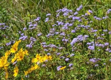 Ageratum fotó és fajok, telepítése és gondozása növények