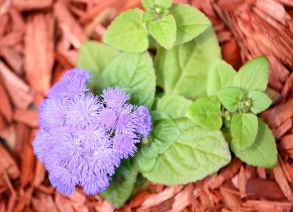 Ageratum fotó és fajok, telepítése és gondozása növények