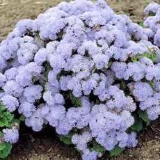 Ageratum kerti növények (ageratum fotók is lehet) Ageratum kerti növények