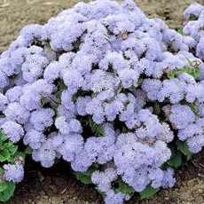 Ageratum kerti növények