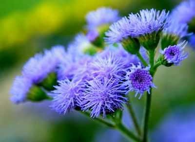 Ageratum kerti növények (virág táj készítmények) Ageratum kerti növények