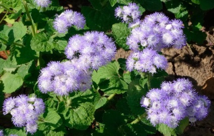 Ageratum növekvő magról, ha a növény, fotó fajták és nevek