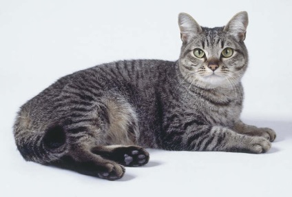 Asian Cat fotó, szül leírás macska, képességgel, ár