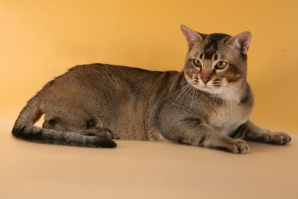 Asian Cat fotó, szül leírás macska, képességgel, ár