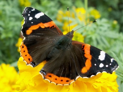 Pillangók, összefoglalók órákat, hogy megismertesse a természettel