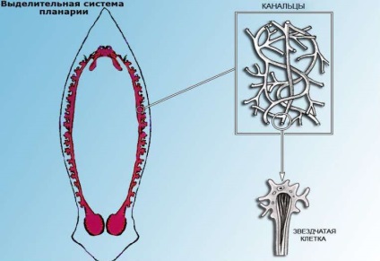 Fehér Planaria típusú férgek, planarian rendszer, osztály szerkezetét és a hatóságok