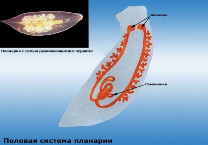 Fehér Planaria típusú férgek, planarian rendszer, osztály szerkezetét és a hatóságok