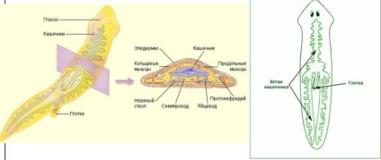 Fehér Planaria típusú férgek, planarian rendszer, osztály szerkezetét és a hatóságok