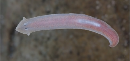 Fehér Planaria típusú férgek, planarian rendszer, osztály szerkezetét és a hatóságok