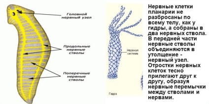 Fehér Planaria típusú férgek, planarian rendszer, osztály, a szervek és struktúrák (halhatatlan féreg) Fehér Planaria típusú férgek, planarian rendszer, osztály szerkezetét és a hatóságok