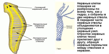 Fehér Planaria típusú férgek, planarian rendszer, osztály szerkezetét és a hatóságok