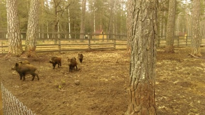 Bialowieza erdő, hogyan lehet, hogy a megjelenés, ár (felnőtt gyermekülés) Bialowieza erdő, hogyan lehet, hogy a megjelenés, az árak