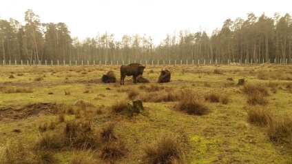 Bialowieza erdő hogyan lehet, hogy az árak (Bialowieza) Bialowieza erdő, hogyan lehet, hogy a megjelenés, az árak