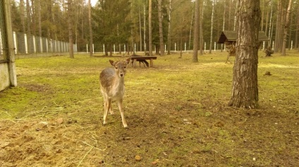 Bialowieza erdő, hogyan lehet, hogy a megjelenés, ár (felnőtt tizenéves gyermekülés) Bialowieza erdő, hogyan lehet, hogy a megjelenés, az árak