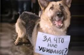 Hajléktalan állatoknak a modern magyar probléma vár megoldásra váró