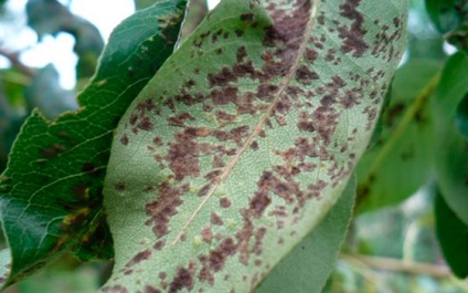 Betegségek A sárgabarackfák és kezelésük - hogyan kell tartani a kert egészséges