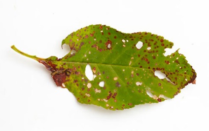 Betegségek A sárgabarackfák és kezelésük - hogyan kell tartani a kert egészséges