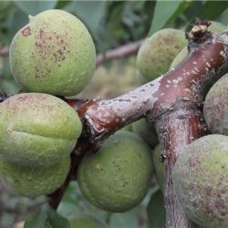 Betegségek sárgabarack és azok helyes kezelés elleni küzdelem fotó sárgabarack betegségek (folyékony Bordeaux oldat) Betegségek A kajszi fák és a megfelelő kezelés a betegségek elleni küzdelemben sárgabarack fotó