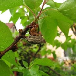 Betegségek A kajszi fák és a megfelelő kezelés harci sárgabarack fotó (fotó) betegségek Betegségek A kajszi fák és a megfelelő kezelés a betegségek elleni küzdelemben sárgabarack fotó