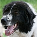 Bolgár Shepherd vagy karakacsány (bolgár juhászkutya) - Munka őrkutya (kutya) A bolgár juhászkutya vagy karakacsány (bolgár juhászkutya) - a dolgozó őr kutya,