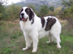 Bolgár Shepherd vagy karakacsány (bolgár juhászkutya) - Munka őrkutya (karakacsány Shepherd) A bolgár juhászkutya vagy karakacsány (bolgár juhászkutya) - a dolgozó őr kutya,