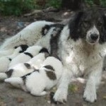 Bolgár Shepherd vagy karakacsány (bolgár juhászkutya) - Munka őrkutya (karakacsány Shepherd) A bolgár juhászkutya vagy karakacsány (bolgár juhászkutya) - a dolgozó őr kutya,