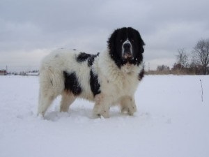 Bolgár Shepherd vagy karakacsány (bolgár juhászkutya) - Munka őrkutya (bolgár Shepherd) A bolgár juhászkutya vagy karakacsány (bolgár juhászkutya) - a dolgozó őr kutya,