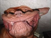 Dogue de Bordeaux fényképet Dogue de Bordeaux kutyafajta kutya kutya Stock Photo Bordos mollos túra védelem (kutya) Dogue de Bordeaux fényképet Dogue de Bordeaux kutyafajta kutya fotó kutya kép Bordos mollos védelem kampány