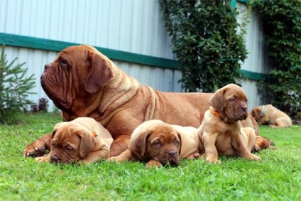 Dogue de Bordeaux fényképet Dogue de Bordeaux kutyafajta kutya kutya Stock Photo Bordos mollos túra védelem (Bordos) Dogue de Bordeaux fényképet Dogue de Bordeaux kutyafajta kutya fotó kutya kép Bordos mollos védelem kampány
