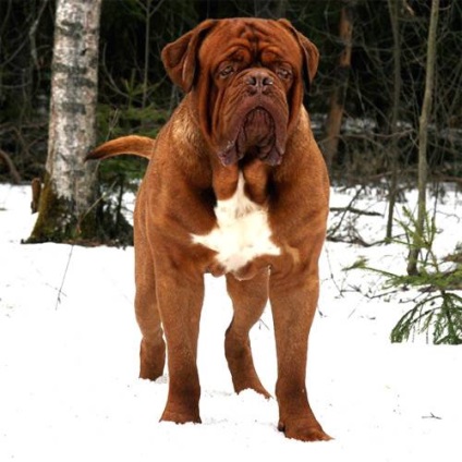 Dogue de Bordeaux fényképet Dogue de Bordeaux kutyafajta kutya kutya Stock Photo Bordos mollos túra védelem (Bordos) Dogue de Bordeaux fényképet Dogue de Bordeaux kutyafajta kutya fotó kutya kép Bordos mollos védelem kampány