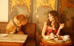 Dogue de Bordeaux fényképet Dogue de Bordeaux kutyafajta kutya kutya Stock Photo Bordos mollos túra védelem (kutya) Dogue de Bordeaux fényképet Dogue de Bordeaux kutyafajta kutya fotó kutya kép Bordos mollos védelem kampány