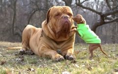 Dogue de Bordeaux fényképet Dogue de Bordeaux kutyafajta kutya kutya Stock Photo Bordos mollos túra védelem (kutya) Dogue de Bordeaux fényképet Dogue de Bordeaux kutyafajta kutya fotó kutya kép Bordos mollos védelem kampány