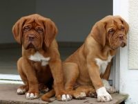 Dogue de Bordeaux fényképet Dogue de Bordeaux kutyafajta kutya kutya Stock Photo Bordos mollos túra védelem (Bordos) Dogue de Bordeaux fényképet Dogue de Bordeaux kutyafajta kutya fotó kutya kép Bordos mollos védelem kampány
