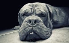 Dogue de Bordeaux fényképet Dogue de Bordeaux kutyafajta kutya kutya Stock Photo Bordos mollos túra védelem (Bordos) Dogue de Bordeaux fényképet Dogue de Bordeaux kutyafajta kutya fotó kutya kép Bordos mollos védelem kampány