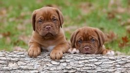 Dogue de Bordeaux fényképet Dogue de Bordeaux kutyafajta kutya kutya Stock Photo Bordos mollos túra védelem (kutya) Dogue de Bordeaux fényképet Dogue de Bordeaux kutyafajta kutya fotó kutya kép Bordos mollos védelem kampány