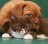 Dogue de Bordeaux fényképet Dogue de Bordeaux kutya kutyafajta kutya fotó Fotó Bordos mollos túra védelem (kutya) Dogue de Bordeaux fényképet Dogue de Bordeaux kutyafajta kutya fotó kutya kép Bordos mollos védelem kampány