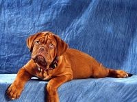 Dogue de Bordeaux fényképet Dogue de Bordeaux kutya kutyafajta kutya fotó Fotó Bordos mollos túra védelem (kutya) Dogue de Bordeaux fényképet Dogue de Bordeaux kutyafajta kutya fotó kutya kép Bordos mollos védelem kampány
